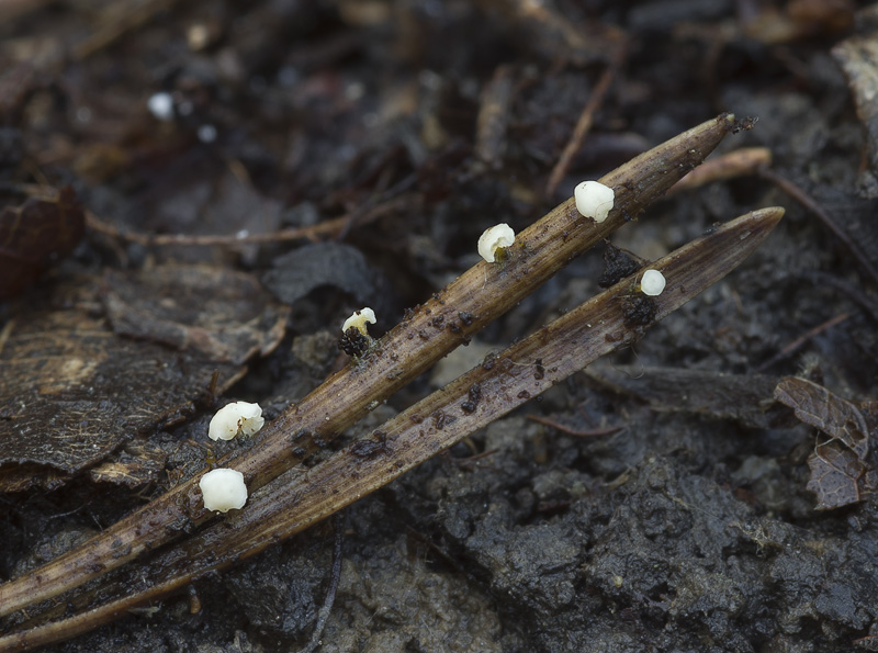 Calycina subtilis